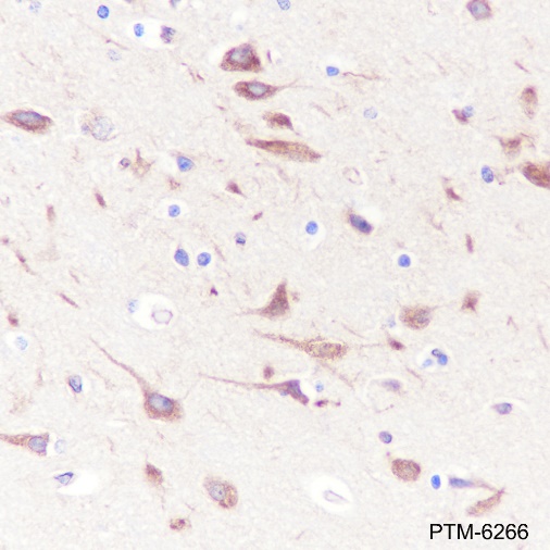 Anti-BAP29 Rabbit mAb