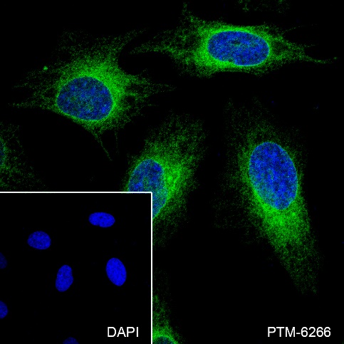 Anti-BAP29 Rabbit mAb