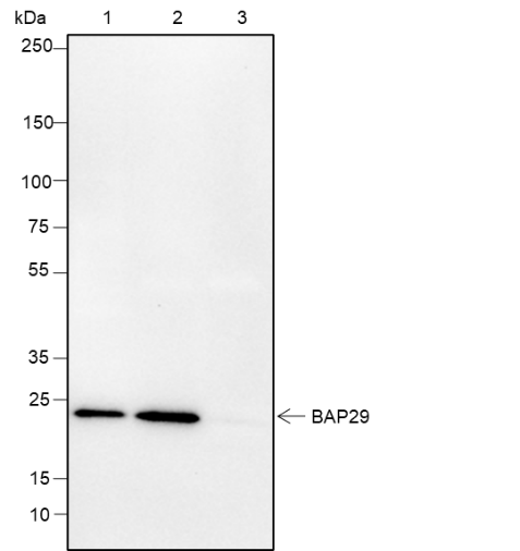 Anti-BAP29 Rabbit mAb