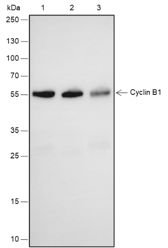 Anti-Cyclin B1 Rabbit mAb