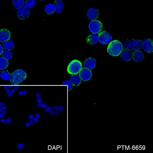 Anti-Cyclin B1 Rabbit mAb