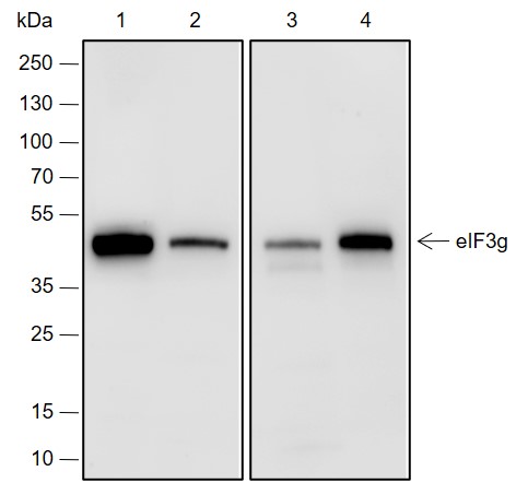 Anti-eIF3G Rabbit mAb