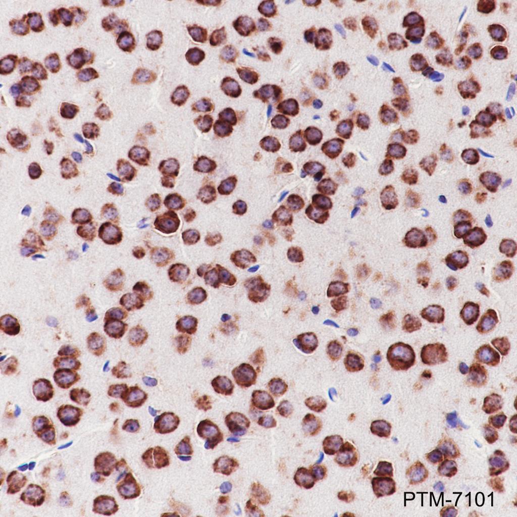 Anti-eIF3G Rabbit mAb