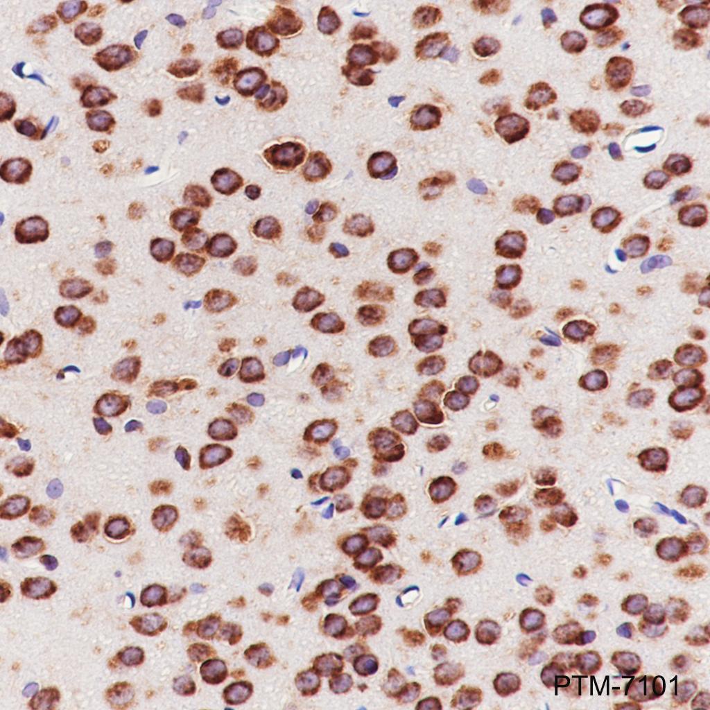 Anti-eIF3G Rabbit mAb
