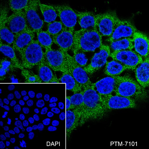 Anti-eIF3G Rabbit mAb