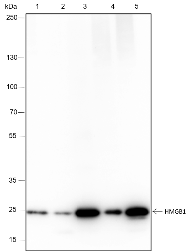 Anti-HMGB1 Rabbit mAb