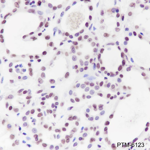 Anti-HMGB1 Rabbit mAb