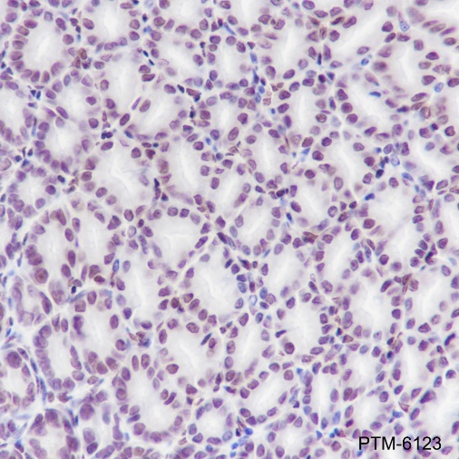 Anti-HMGB1 Rabbit mAb
