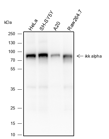 Anti-IKK alpha Rabbit mAb