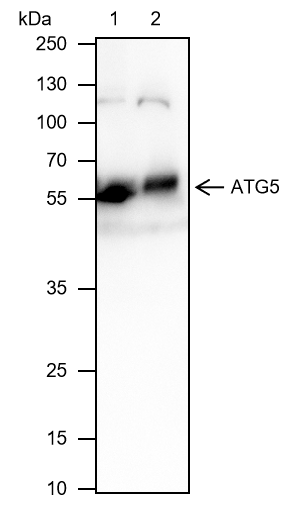 Anti-ATG5 Rabbit mAb