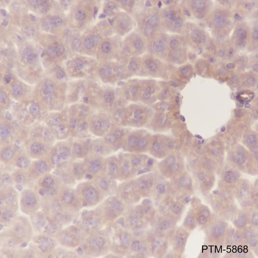 Anti-ATG5 Rabbit mAb