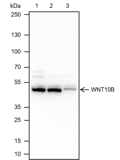 Anti-WNT10B Mouse mAb