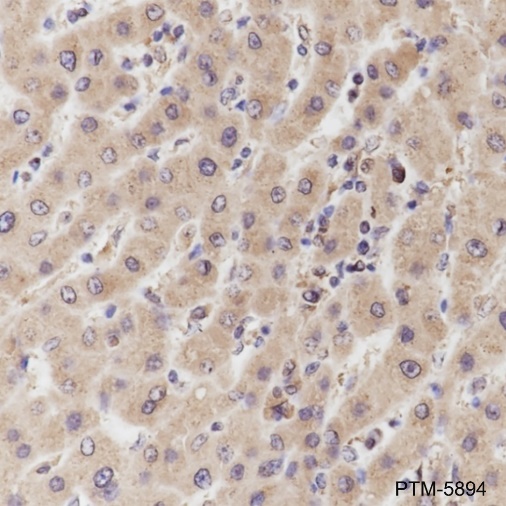 Anti-WNT10B Mouse mAb
