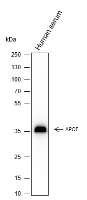 Anti-ApoE Mouse mAb