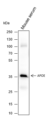 Anti-ApoE Mouse mAb