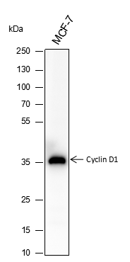 Anti-Cyclin D1 Rabbit mAb