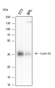 Anti-Cyclin D1 Rabbit mAb