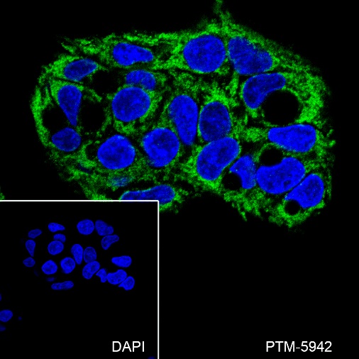 Anti-FIS1 Mouse mAb