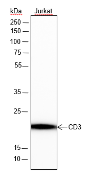 Anti-CD3 epsilon Rabbit mAb