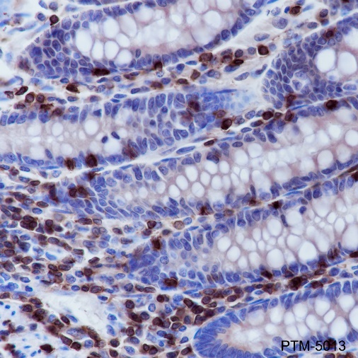 Anti-CD3 epsilon Rabbit mAb