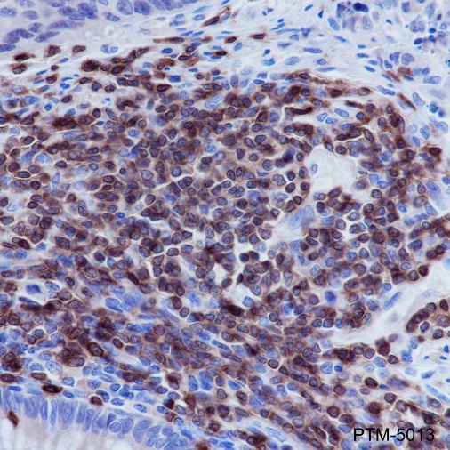 Anti-CD3 epsilon Rabbit mAb