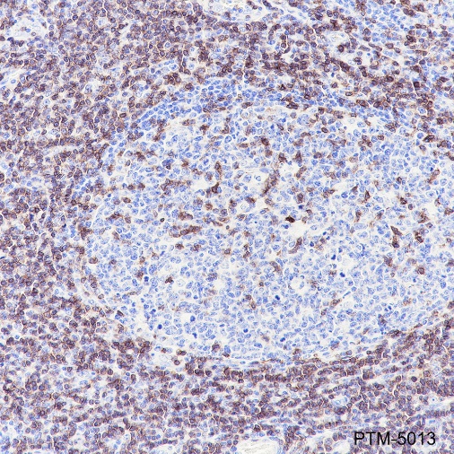 Anti-CD3 epsilon Rabbit mAb