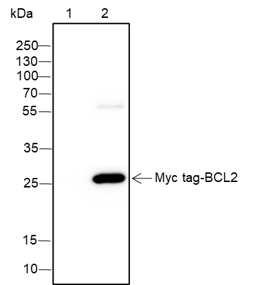 Anti-Myc Tag Rabbit mAb