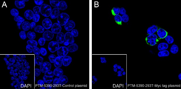Anti-Myc Tag Rabbit mAb