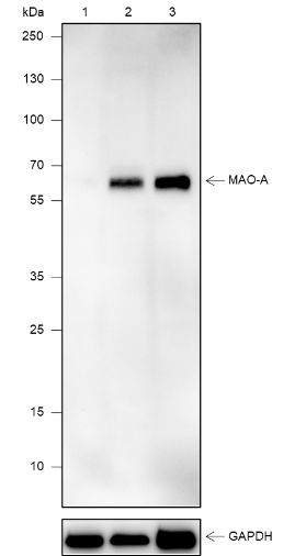 Anti-MAO-A Rabbit mAb