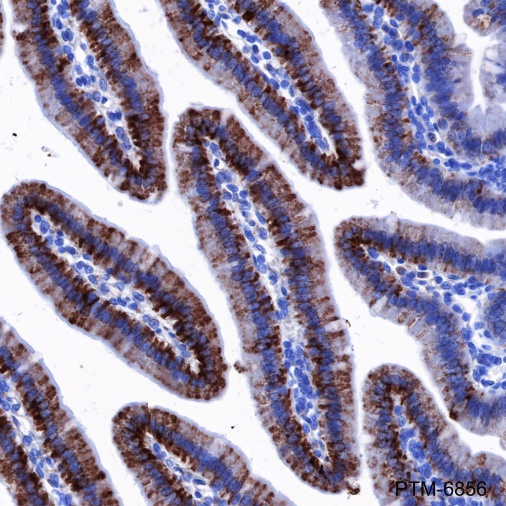 Anti-MAO-A Rabbit mAb