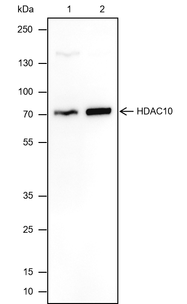 Anti-HDAC10 Mouse mAb
