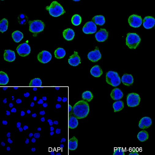 Anti-HDAC10 Mouse mAb