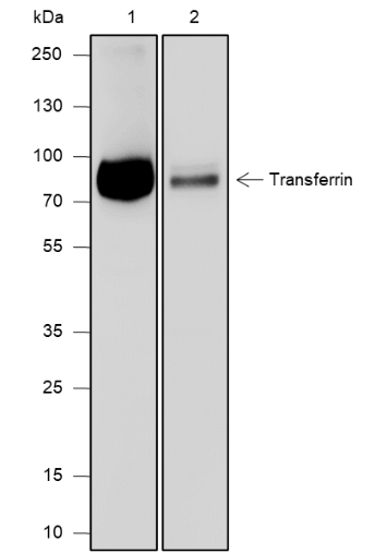 Anti-Transferrin Mouse mAb