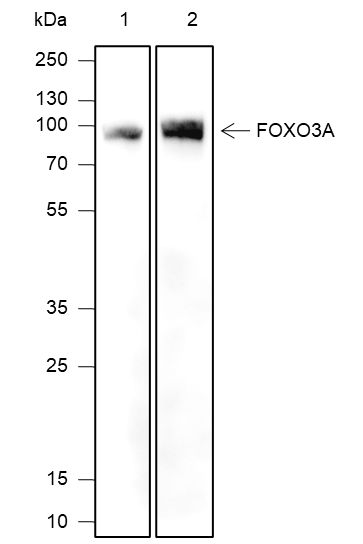 Anti-FOXO3a Mouse mAb
