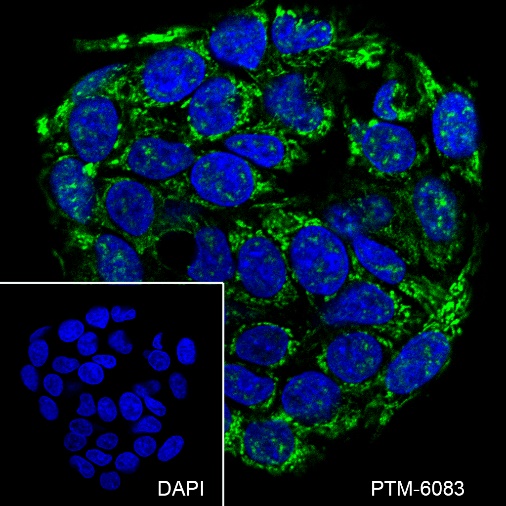 Anti-FOXO3a Mouse mAb