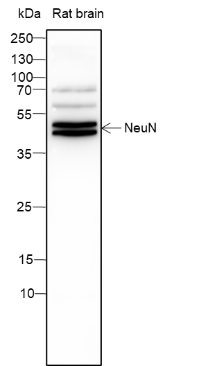 Anti-NeuN Mouse mAb