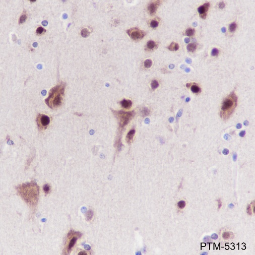 Anti-NeuN Mouse mAb