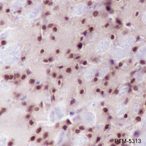 Anti-NeuN Mouse mAb