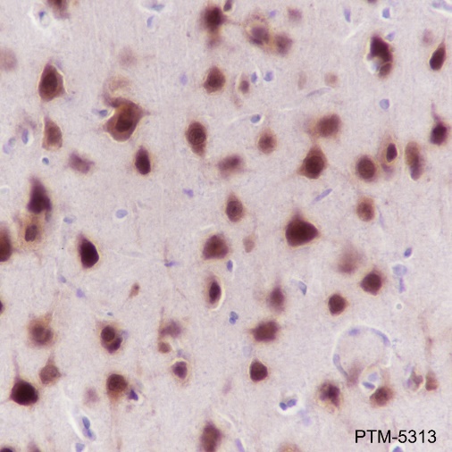 Anti-NeuN Mouse mAb