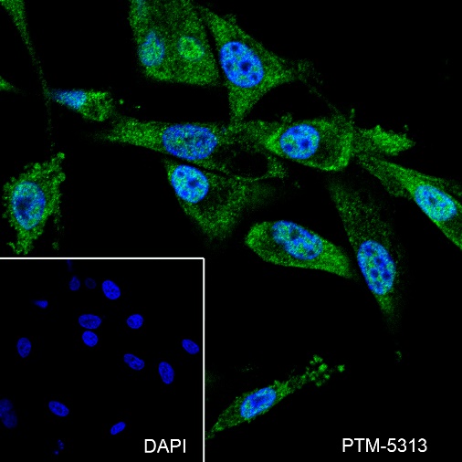 Anti-NeuN Mouse mAb