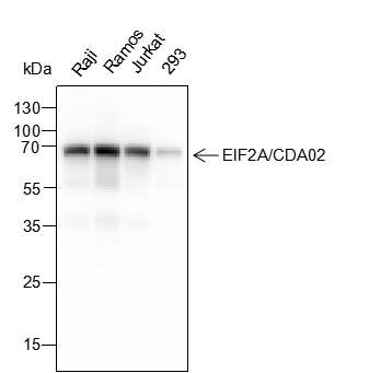Anti-eIF2A Mouse mAb