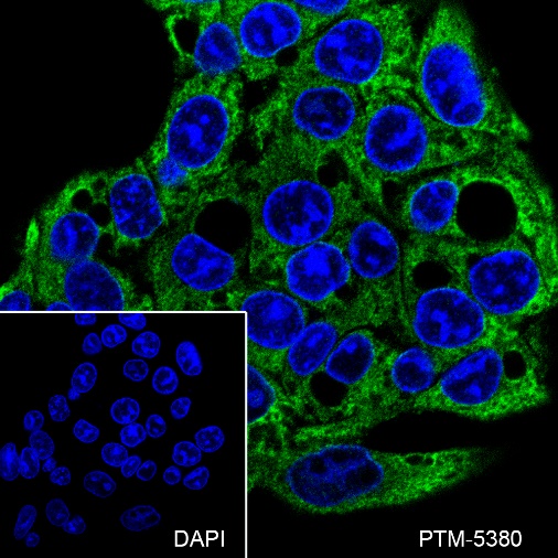 Anti-eIF2A Mouse mAb