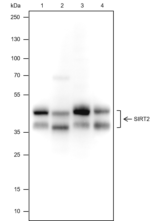 Anti-SIRT2 Mouse mAb