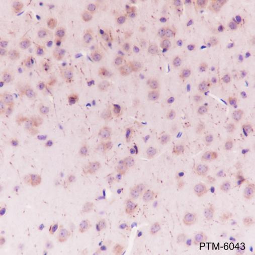 Anti-SIRT2 Mouse mAb