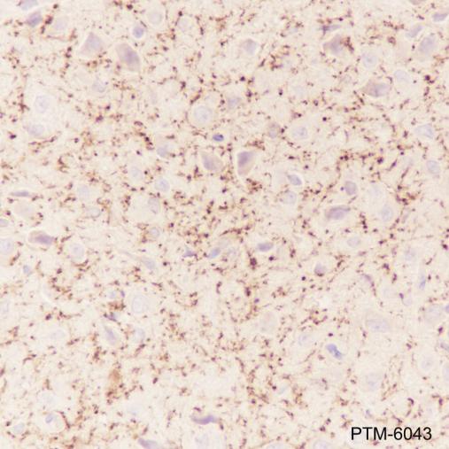 Anti-SIRT2 Mouse mAb