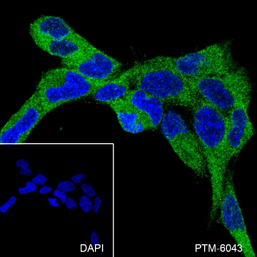 Anti-SIRT2 Mouse mAb