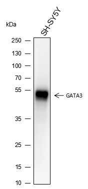 Anti-GATA3 Mouse mAb