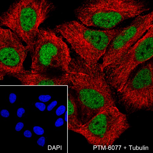 Anti-GATA3 Mouse mAb