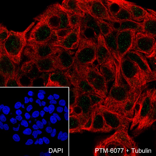 Anti-GATA3 Mouse mAb