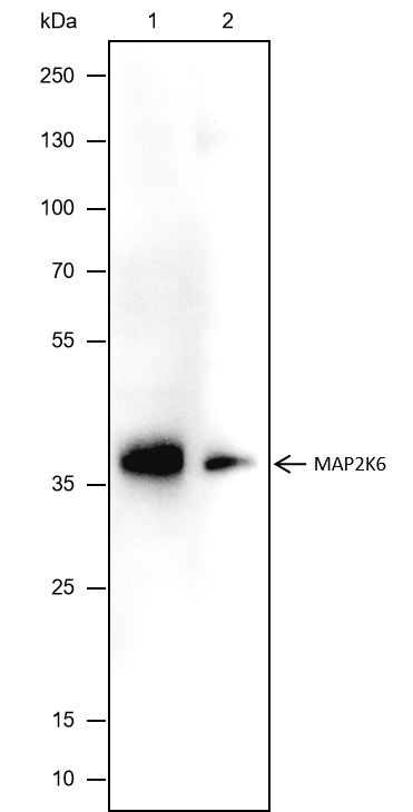 Anti-MEK6/MKK6 Mouse mAb
